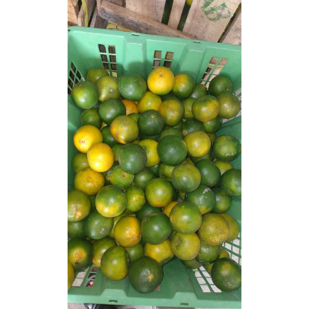 

JERUK PERAS PONTIANAK 15KG UK C