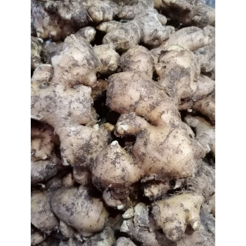 

Jahe Putih / Jahe Gajah Segar 1kg