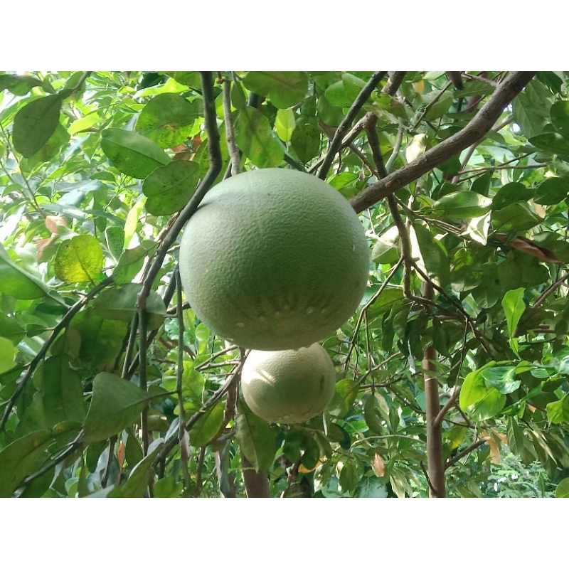 

Jeruk Pamelo Pati Muanis langsung dari petani