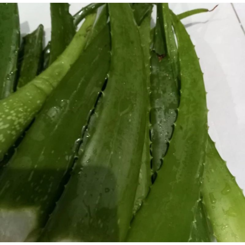 daun lidah buaya pelepah gel lidah buaya asli