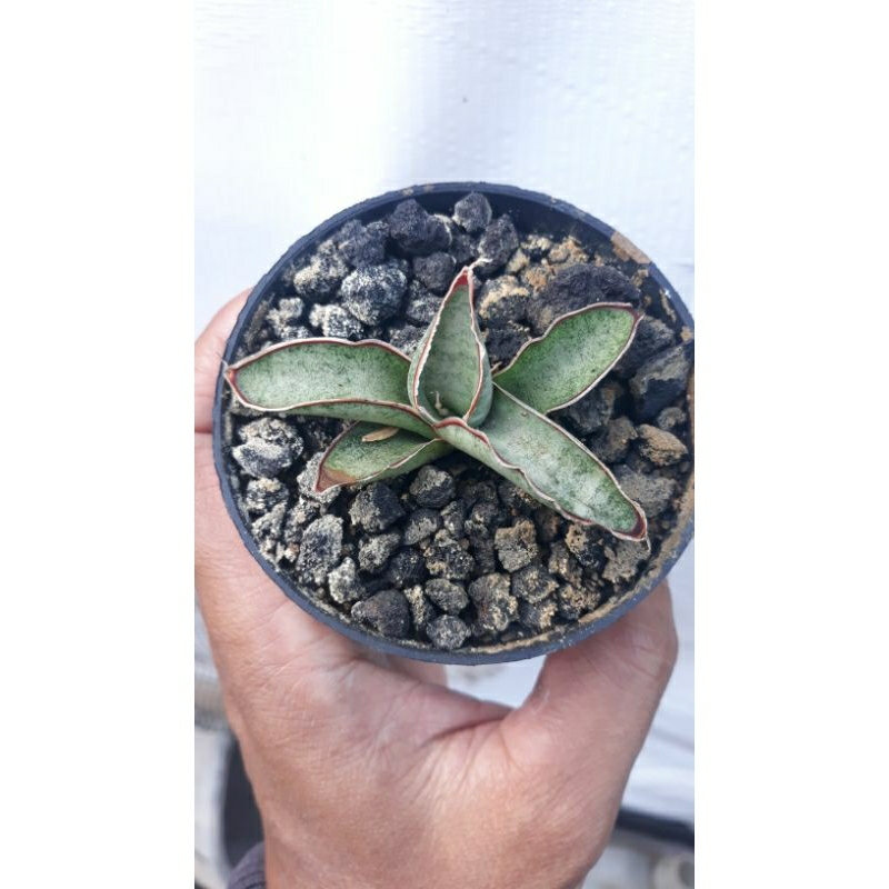 Sanseviera eliensis/King of Sanseviera