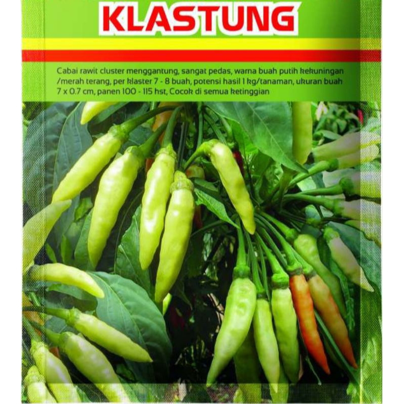50 Biji Cabe KLASTUNG Cluster | Cabai Rawit Putih Type Merunduk | Benih Cabai