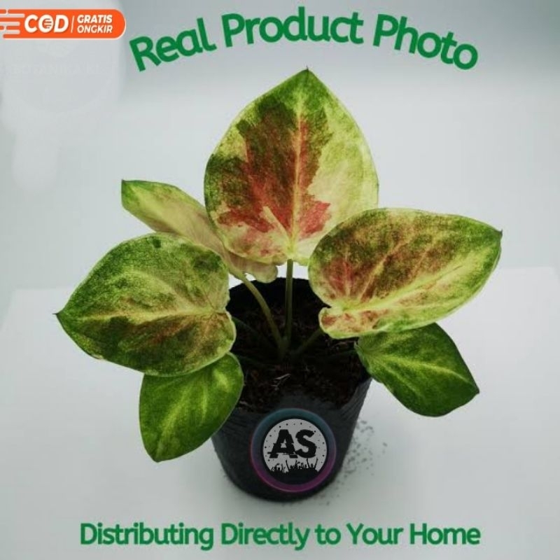 Caladium keladi hybrid zombie new hybrid keladi thai series tanaman hias