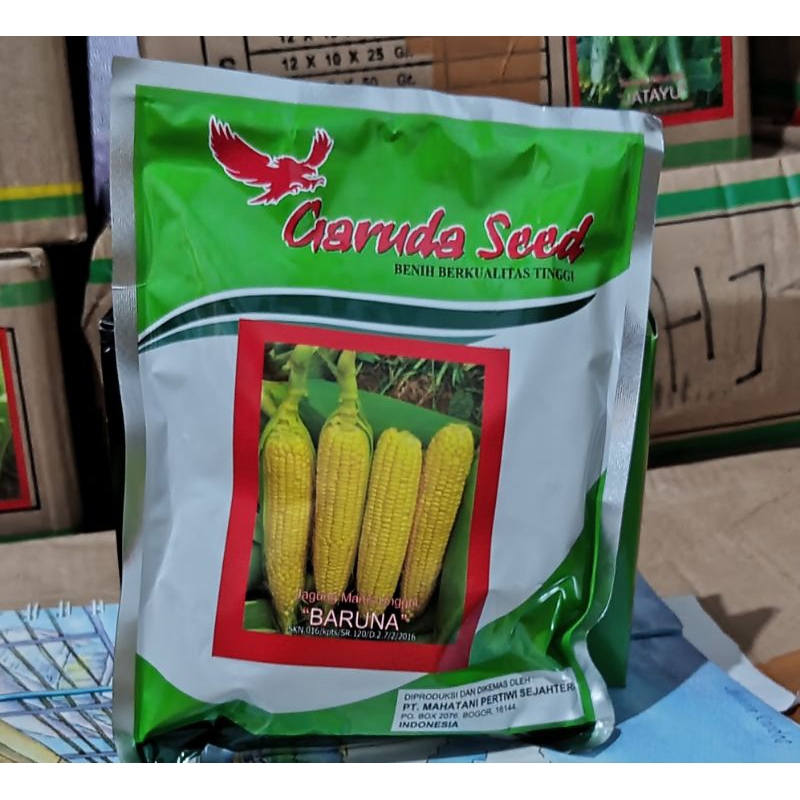 

jagung manis unggul (BARUNA)