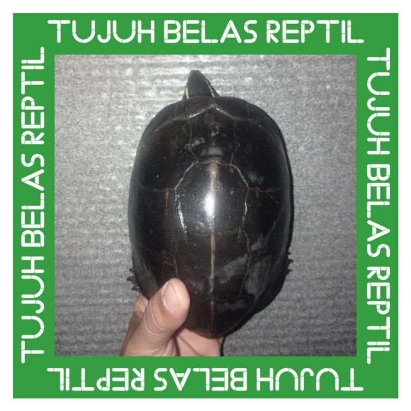 

Stiker kura air Ambon sz 18cm up