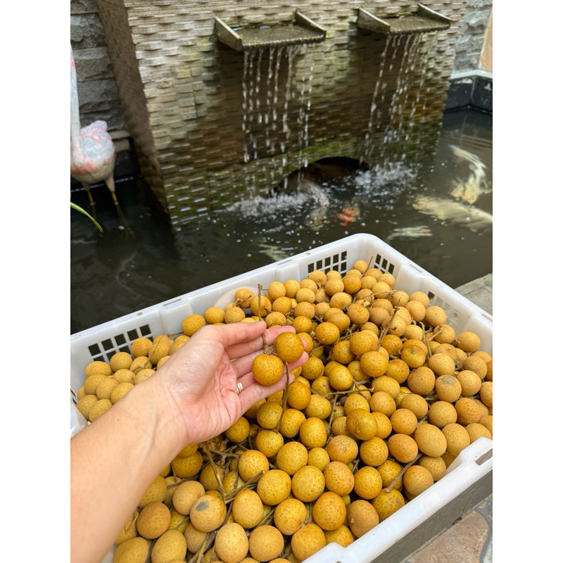 

Lengkeng bangkok 1 kg