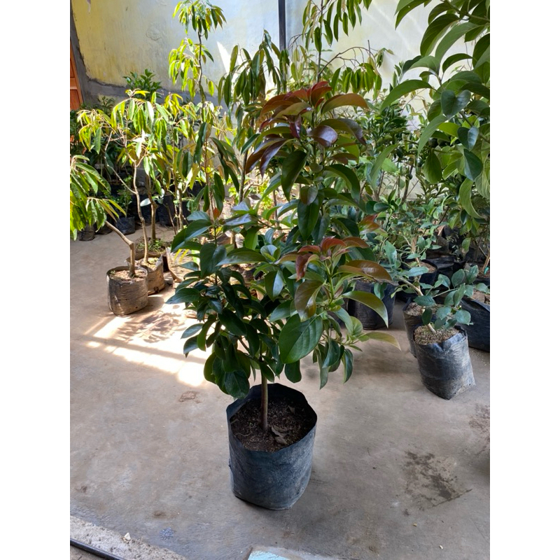 Bibit Alpukat Red Vietnam Indukan Super