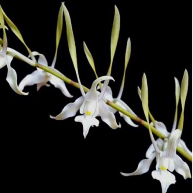 Anggrek dendrobium Antenatum Dewasa