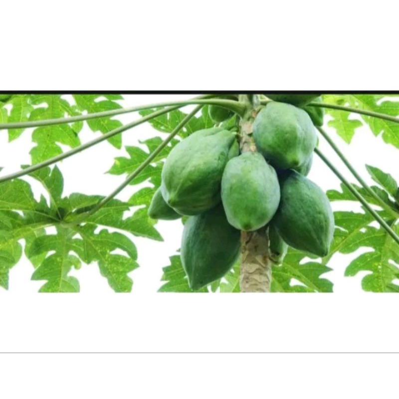 

buah pepaya segar sayur 1kg