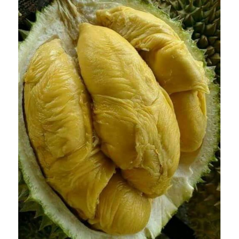 bibit durian montong hasil okulasi sudah siap berbunga berbuah