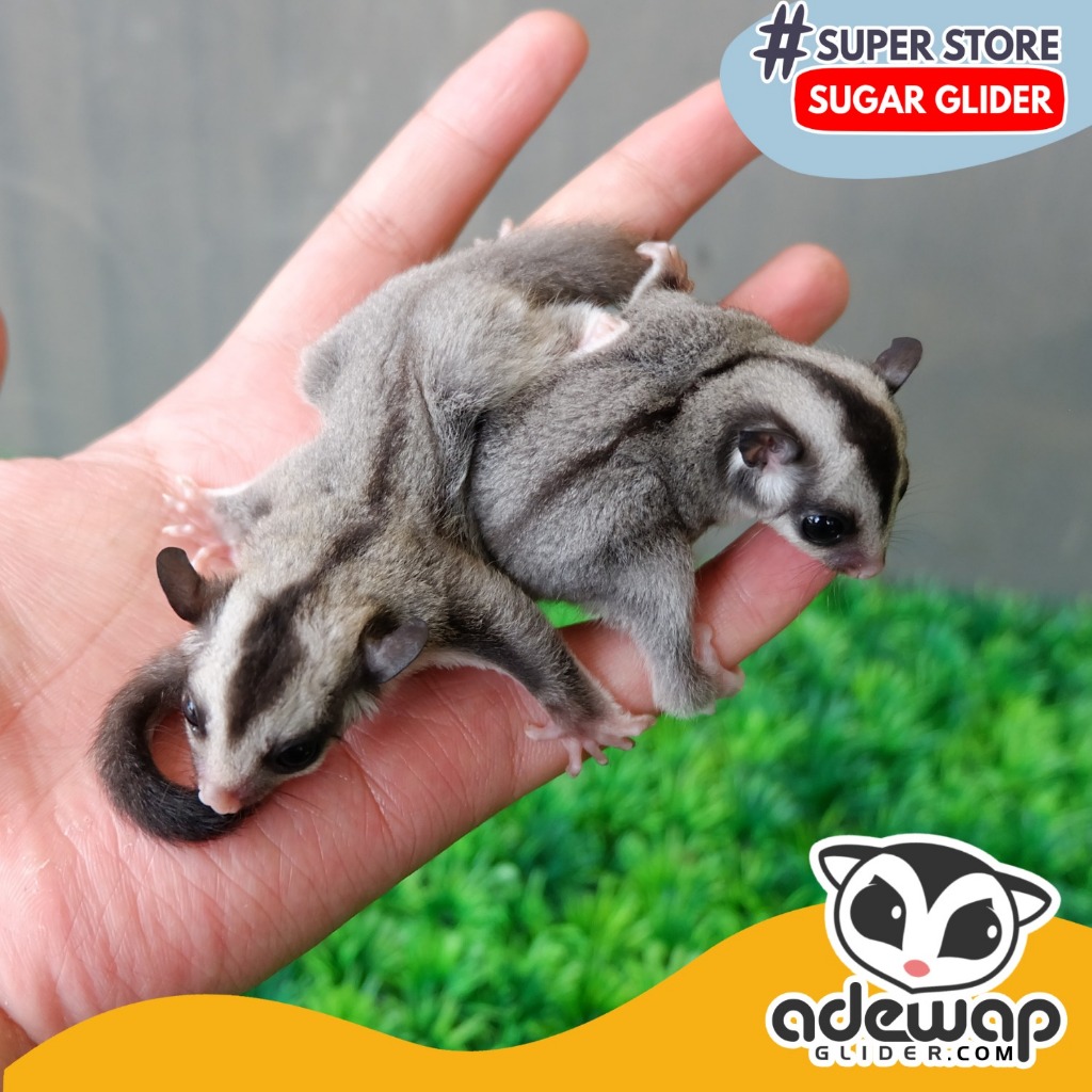 (Kurir Instant) Sugar Glider Platinum Mosaic Joey / SG PLATMOS Baby Jinak