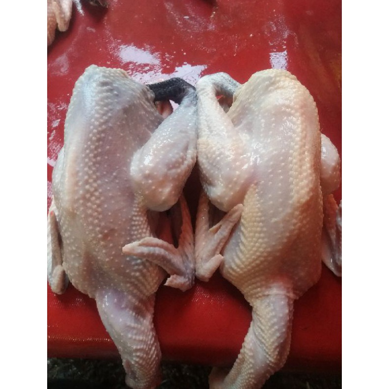 

Ayam Kampung Fresh 11 gr Berat Hidup