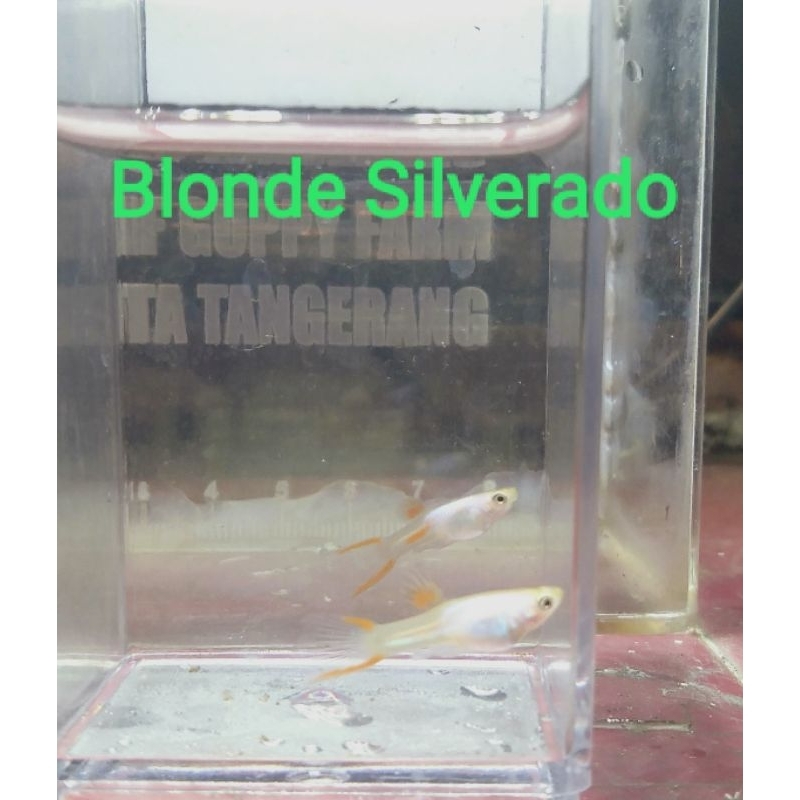 Blonde Silverado Endler Sepasang