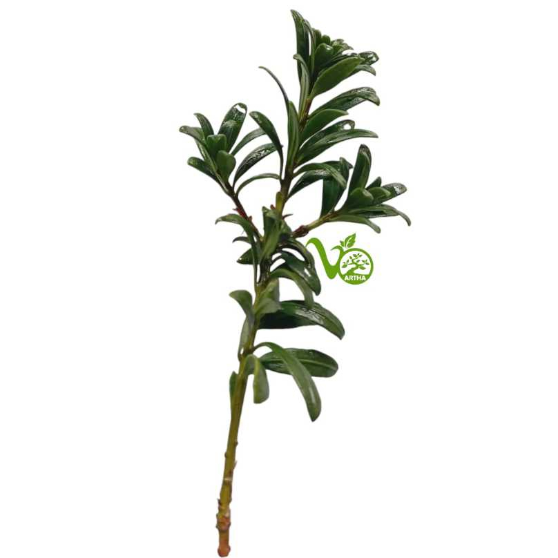 Lohansung Mutiara Entres/Potongan/Pucuk Stek