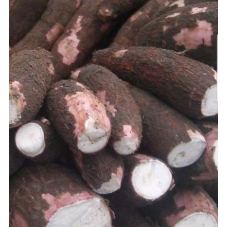 

Singkong 500 gram KIRIM INSTANT