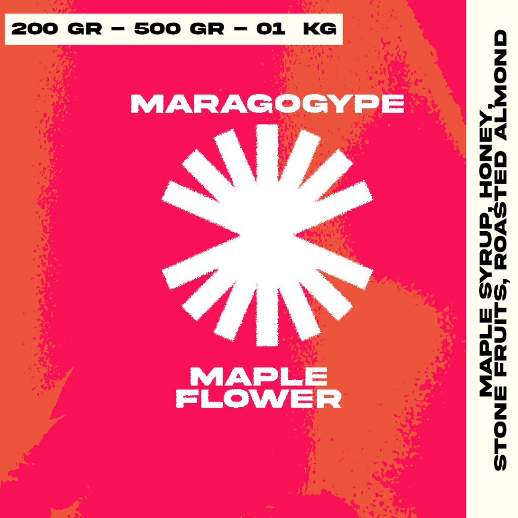 

Biji Kopi Arabika Manual Brew - Maragogype Maple Flower