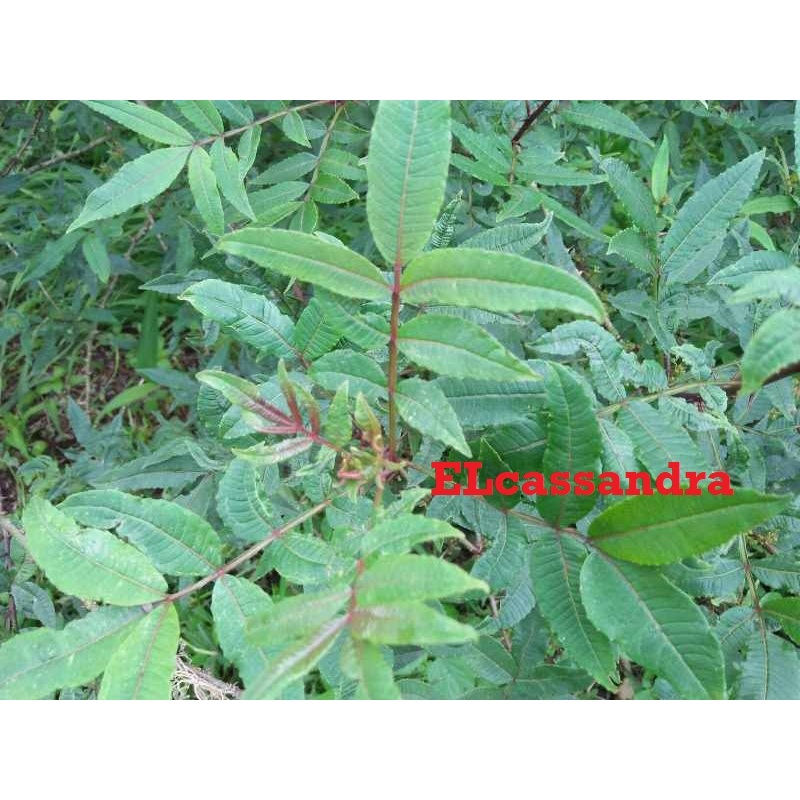 

Daun Andaliman Daun Ittir ittir Langsung dari Petani 500 Gram