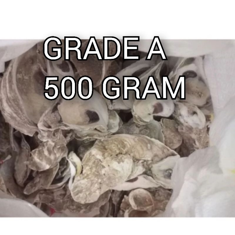 Oyster 500 gram / oyster / kerang oyster / cangkang oyster / media filter / media filter koi / media