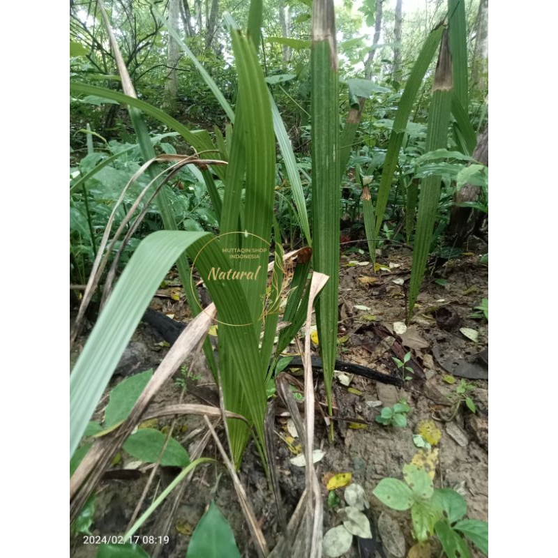 Bibit Pohon Siwalan / Lontar {SUPER} Anakan Hidup Siap Tanam