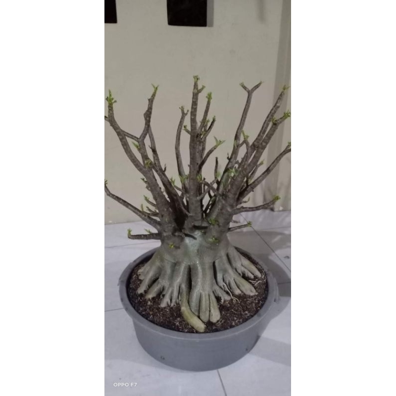 adenium karakter thaisoco palon