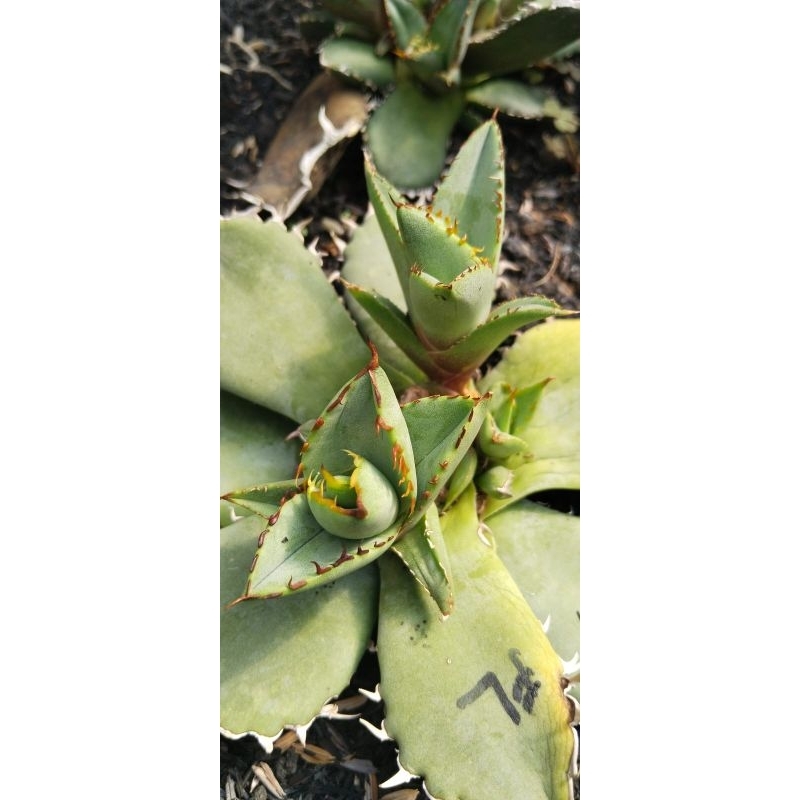agave titanota filligri