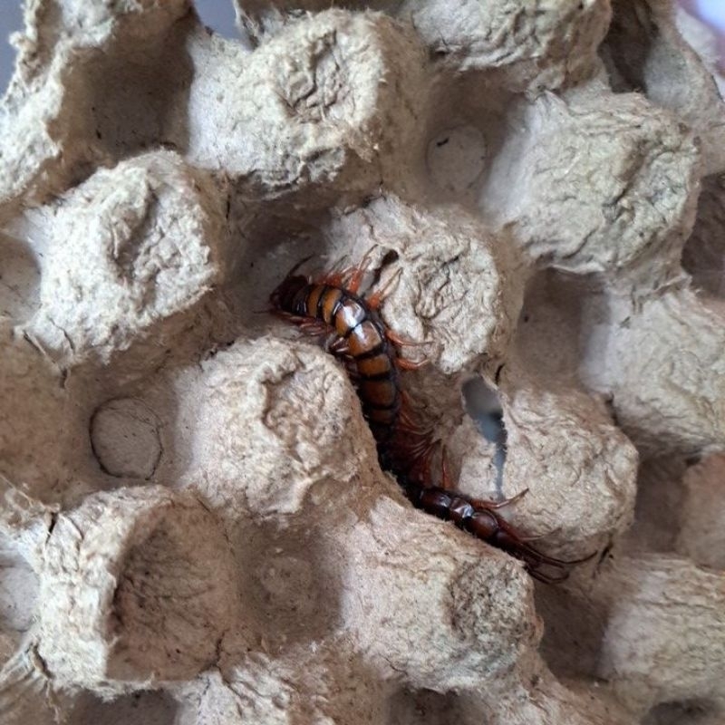 Lipan / kelabang pakan arwana