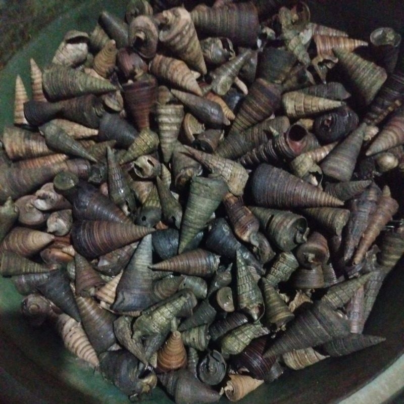 Kelomang/Umang Umang Umpan Galatama lele
