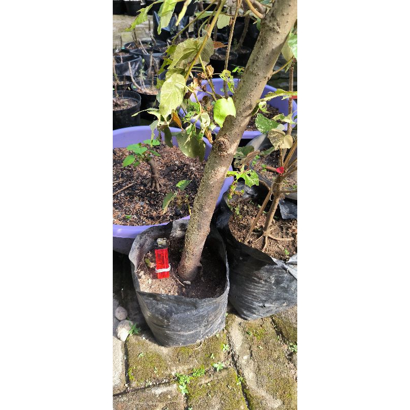 waru varigata batang besar