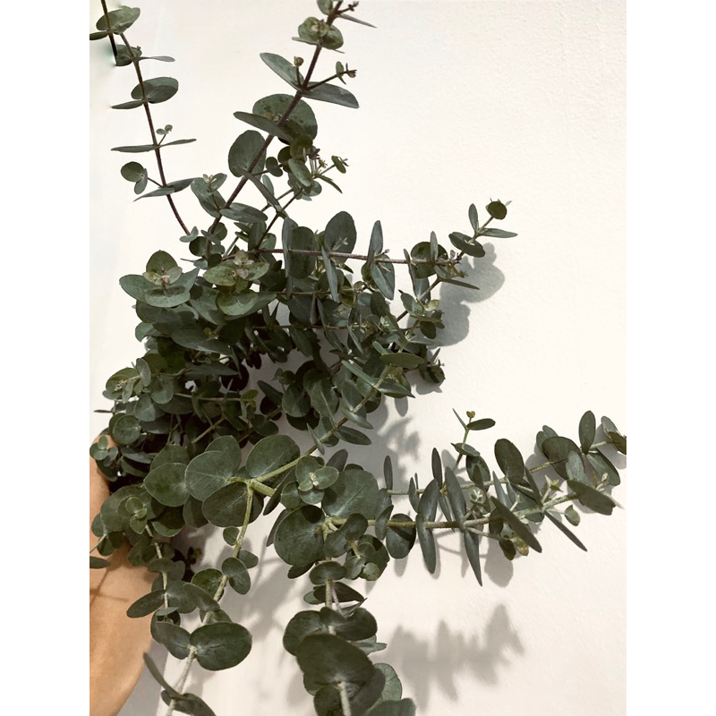 Eucalyptus Babyblue (silver dollar) bunga segar / bunga segar silver dollar / foliage dollar / daun 