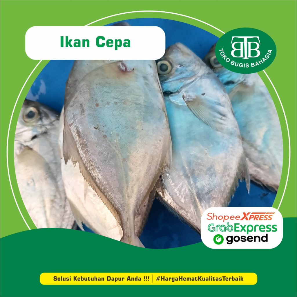 

Ikan Cepa, Murah Makassar