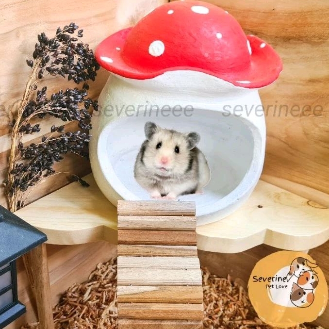 hamster Mushroom hideout | rumah hamster gerabah | rumah hamster jamur | hidding cave gecko | hiddin