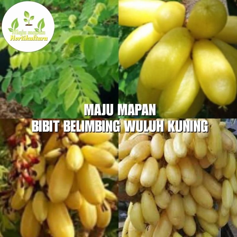 BIBIT BELIMBING WULUH KUNING