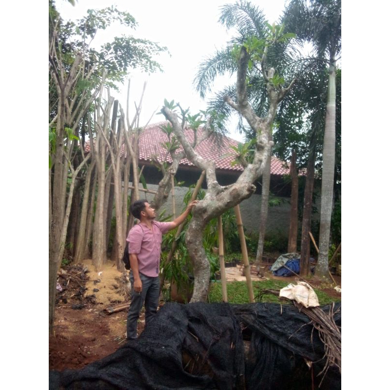 Kamboja fosil tinggi 3-4 meter berkarakter bisa pilih pohon langsung
