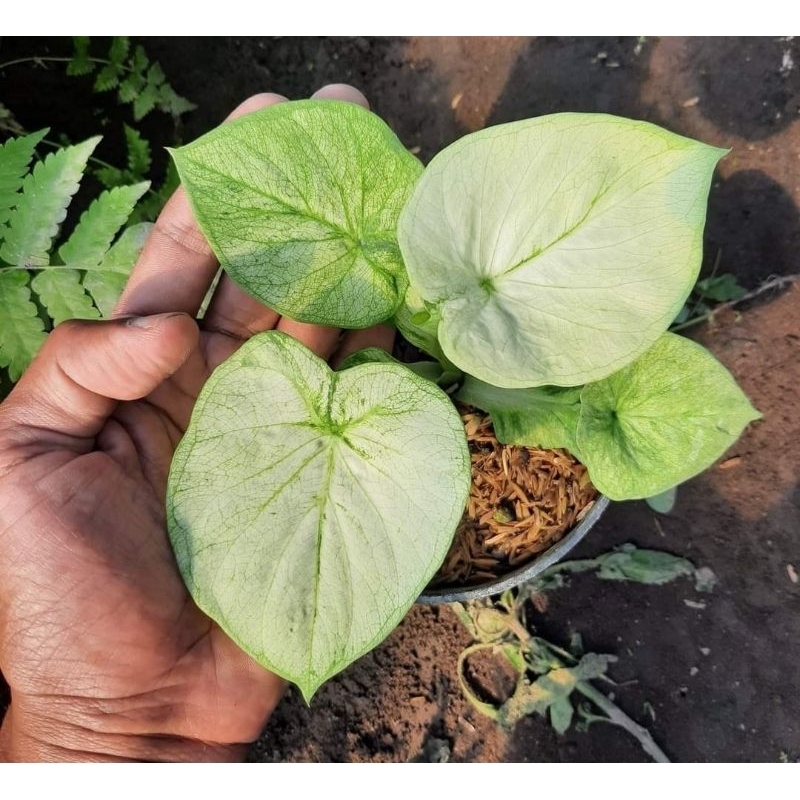 Caladium White Cobra Tanaman Hias White Cobra Tanaman Hias Murah Meriah Tanaman Hias Caladium/ kelad