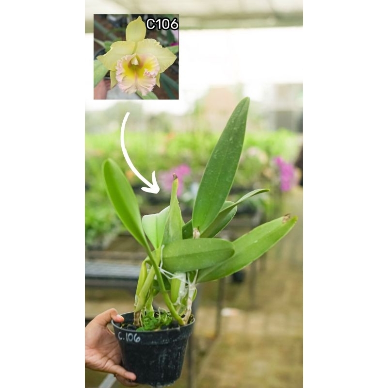 Catleya Dewasa siap bunga