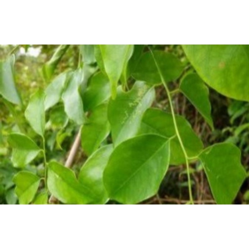 

daun angsana herbal alami isi 500 gr reddy pres dan kring reddy kulit juga