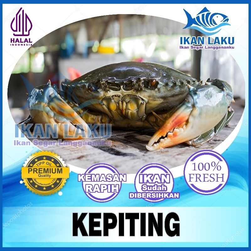 RAJUNGAN FRESH & KEPITING HIDUP FRESH {CIKARANG-TAMBUN} TERMURAH BERGARANSI IKAN LAKU IKAN SEGAR IKA