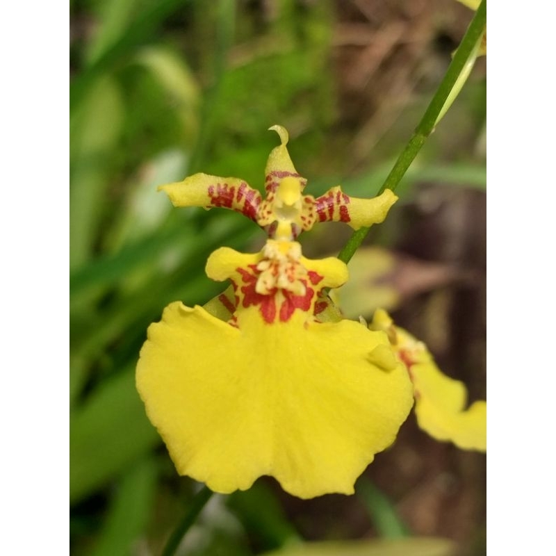Oncidium golden shower