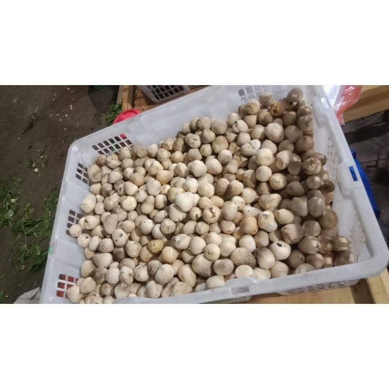 

JAMUR MERANG 1 KG PREMIUM FRESH (ONLY GOJEK)