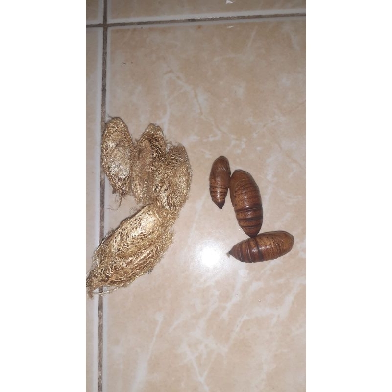 kepompong alpukat umpan mancing bawal