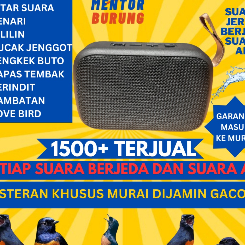 Premium Masteran Mp3 Khusus Burung Murai Batu Air Betina Pikatan Borneo Hutan Trotolan Burung Kicau 