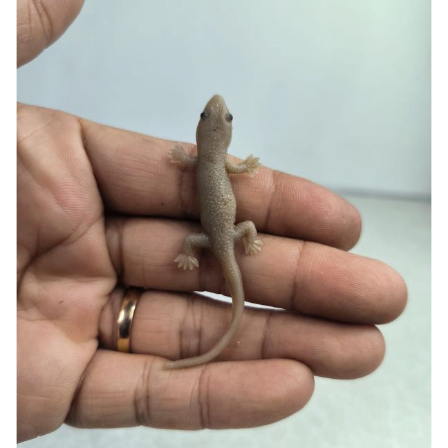 Extra mainan anak cicak karet