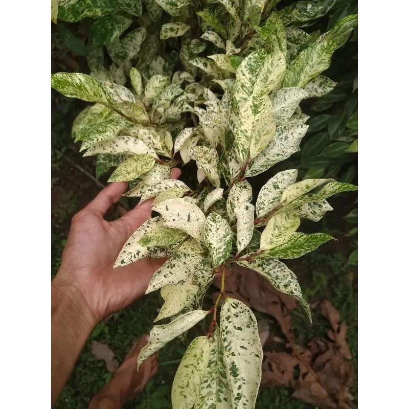 Bahan Bonsai Ampelas Variegata