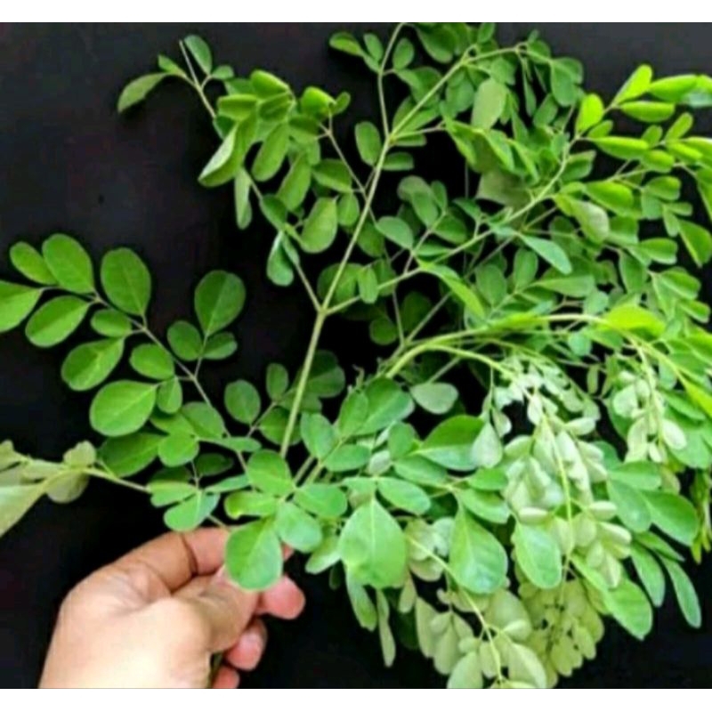 

daun kelor segar langsung di ambil dari pohon nyah 250 gram 1000 manfaat