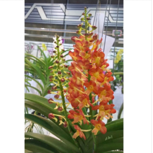 Dewasa - Anggrek Vanda Mini Ascocentrum Rimbun