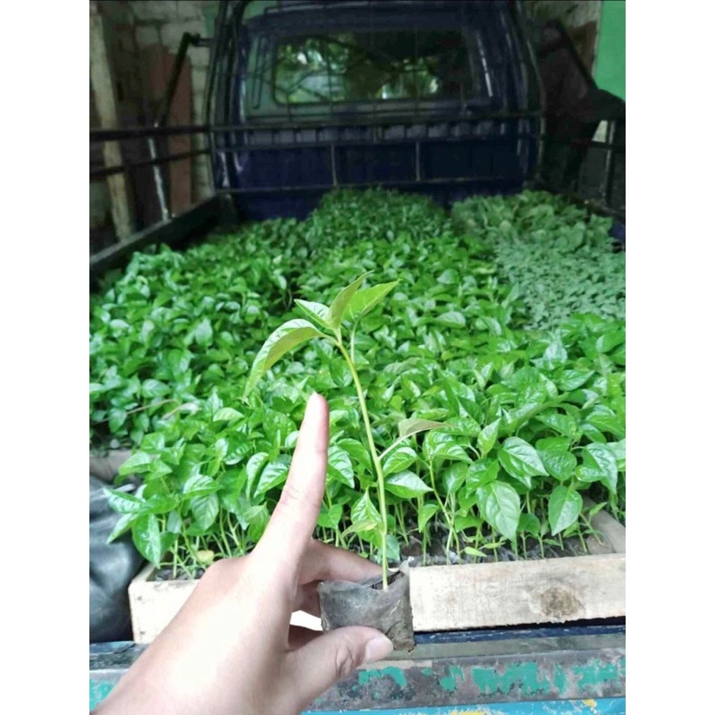 Bibit Cabe Merah Rawit Ori Siap Tanam