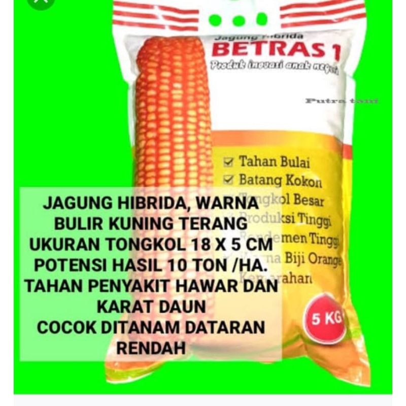 Benih jagung betras1