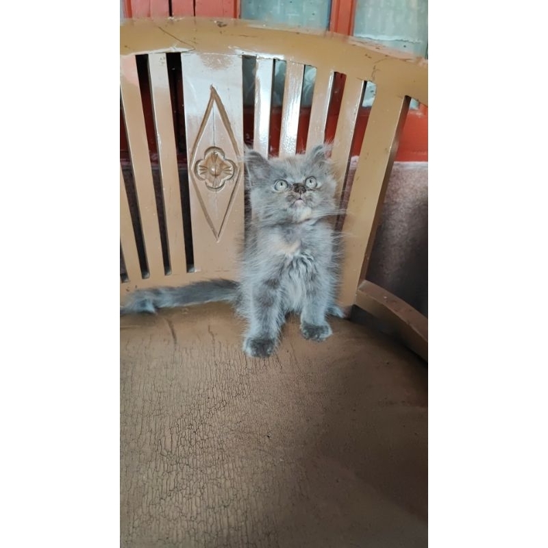 Kucing Kitten Persia Abu Solid || PROMO FLASH SALE