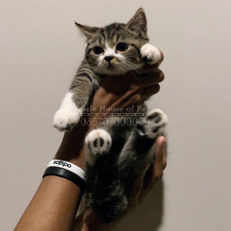 #7 - Kitten / Anak Kucing - Anggora / Persia / Medium / Flatnose / Peaknose / Munchkin / Maine Coon - Bulu - Karpet / Kapas - Short / Long - Hair