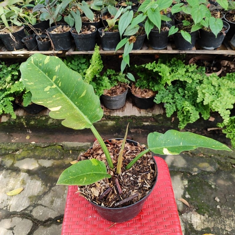 Philodendron Ring of fire